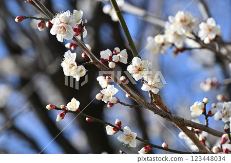 Ume (Japanese apricot: also used for praying for success in exams) 123448034
