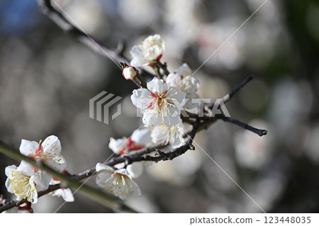 梅（日本梅子：也用於祈求考試成功） 123448035