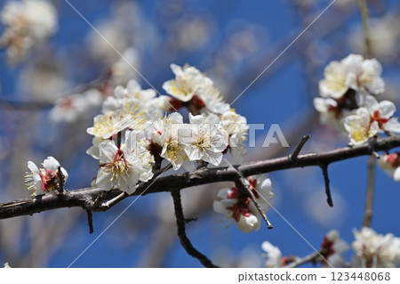 梅（日本梅子：也用於祈求考試成功） 123448068