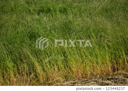 Vacant land, wasteland, weeds, land, vacant lot 123448237