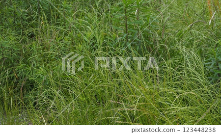 Vacant land, wasteland, weeds, land, vacant lot 123448238