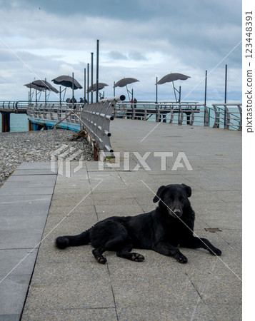 black dog lies on the pier. Homeless dog in the Black Sea resort in winter. Not tourist season. People at sea. Batumi in winter. black dog lies on the pier. Homeless dog in the Black Sea resort in winter. Not tourist season. People at sea. Batumi in winter. 123448391
