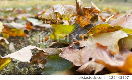 Yellow maple leaves falls on ground in empty forest. Autumn foliage covered lawn in park. Beautiful colorful fall season. Close up Slow mo Yellow maple leaves falls on ground in empty forest. Autumn foliage covered lawn in park. Beautiful colorful fall season. Close up Slow mo 123448397