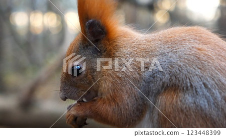 Close up of wild fluffy squirrel eating found walnuts at autumn park. Cute brown rodent gnawing nuts at forest. Pretty small sciurus chewing food outdoor. Concept of wildlife Close up of wild fluffy squirrel eating found walnuts at autumn park. Cute brown rodent gnawing nuts at forest. Pretty small sciurus chewing food outdoor. Concept of wildlife 123448399