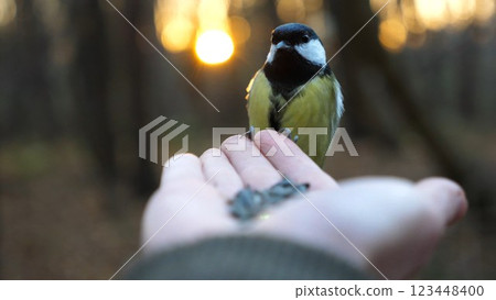 Small titmouse eating meal from arm of young girl against sunset at background. Little tomtit pecking food from a female hand at autumn. Woman feeding cute tit bird to sunflower seeds in forest Small titmouse eating meal from arm of young girl against sunset at background. Little tomtit pecking food from a female hand at autumn. Woman feeding cute tit bird to sunflower seeds in forest 123448400
