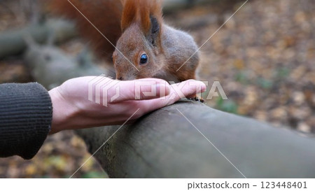 Wild fluffy squirrel taking nuts from female arm and gnawing it outdoor. Cute rodent eating food from hand of young girl at forest. Woman feeding hungry small sciurus to walnuts at autumn park Wild fluffy squirrel taking nuts from female arm and gnawing it outdoor. Cute rodent eating food from hand of young girl at forest. Woman feeding hungry small sciurus to walnuts at autumn park 123448401