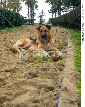 dog lies on the eco path. Dog on the sand. The mongrel is resting. Ecopath in the park. 123448754