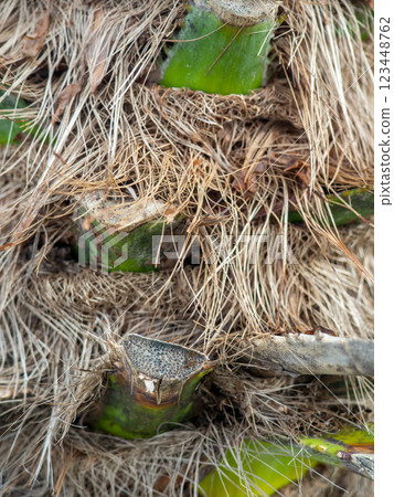 Shaggy trunk of a palm tree. Palm bark pattern. Botany. Wood background. Shaggy trunk of a palm tree. Palm bark pattern. Botany. Wood background. 123448762
