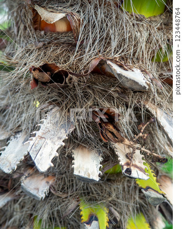 Shaggy trunk of a palm tree. Palm bark pattern. Botany. Wood background. Shaggy trunk of a palm tree. Palm bark pattern. Botany. Wood background. 123448764
