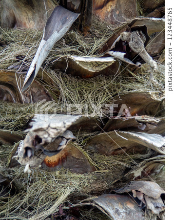 Shaggy trunk of a palm tree. Palm bark pattern. Botany. Wood background. Shaggy trunk of a palm tree. Palm bark pattern. Botany. Wood background. 123448765