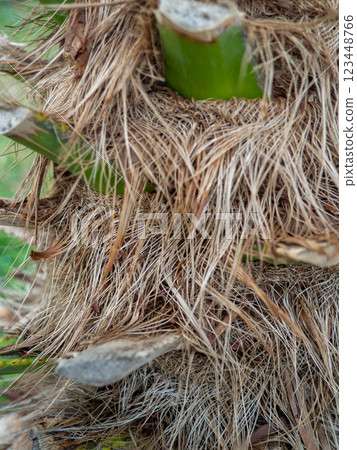 Shaggy trunk of a palm tree. Palm bark pattern. Botany.  Wood background. 123448766