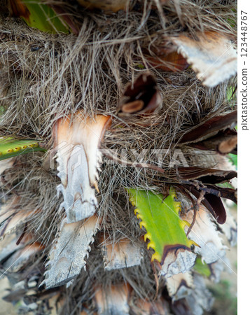 Shaggy trunk of a palm tree. Palm bark pattern. Botany. Wood background. Shaggy trunk of a palm tree. Palm bark pattern. Botany. Wood background. 123448767