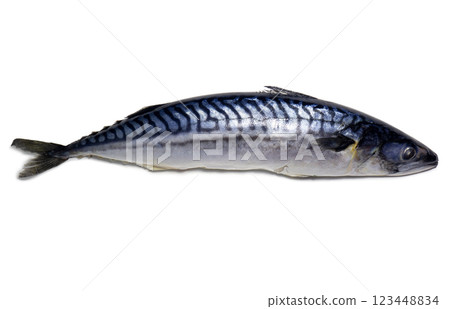 Fresh mackerel on a white background. Raw fish. Mackerel isolate. An ingredient for a fish dish. Fresh mackerel on a white background. Raw fish. Mackerel isolate. An ingredient for a fish dish. 123448834