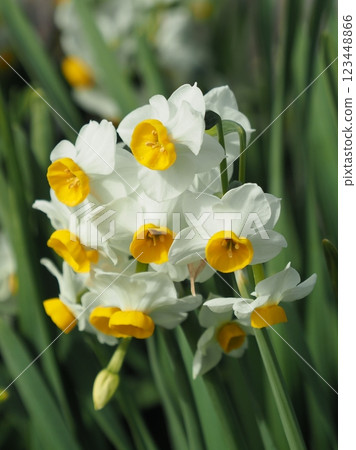 Daffodil (narcissus) Daffodil (narcissus) 123448866