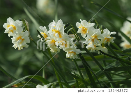 Daffodil (narcissus) 123448872