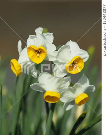 Daffodil (narcissus) Daffodil (narcissus) 123448877