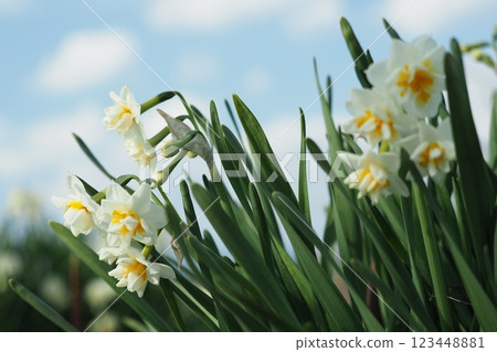 Daffodil (narcissus) 123448881