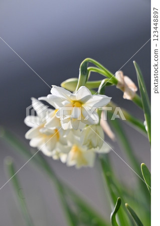 水仙花 水仙花 123448897