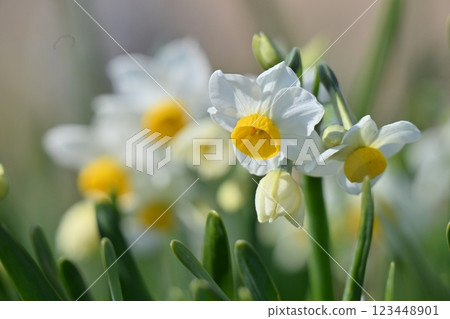 Daffodil (narcissus) Daffodil (narcissus) 123448901