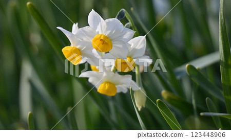 水仙花 水仙花 123448906
