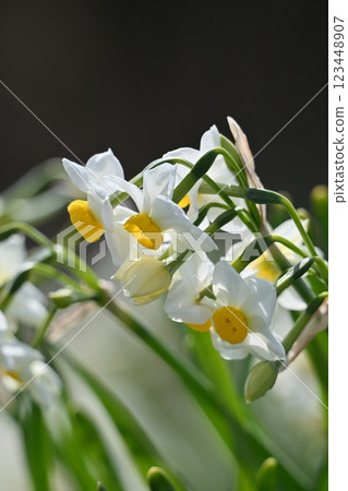 Daffodil (narcissus) Daffodil (narcissus) 123448907