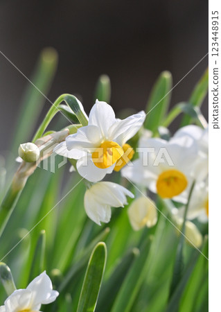 Daffodil (narcissus) Daffodil (narcissus) 123448915