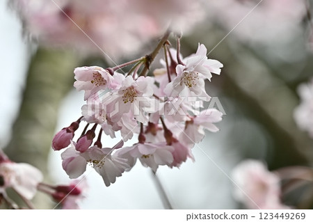 垂枝櫻花（春季活動等） 123449269