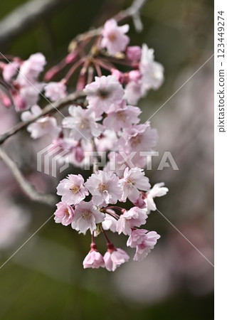 Weeping cherry tree (for spring events, etc.) 123449274