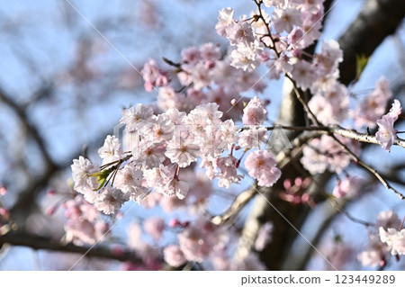 Weeping cherry tree (for spring events, etc.) Weeping cherry tree (for spring events, etc.) 123449289