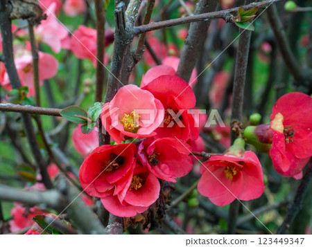 Red flowers on a bush in early spring in the south. Background of flowers and leaves. Park in Georgia. Details of nature. Red flowers on a bush in early spring in the south. Background of flowers and leaves. Park in Georgia. Details of nature. 123449347