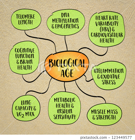 Key indicators of biological age which measures how well body functions compared to the average person of your chronological age. Infographics sketch. 123449577