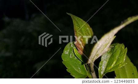 Very beautiful plant leaf wallpaper. 123449855