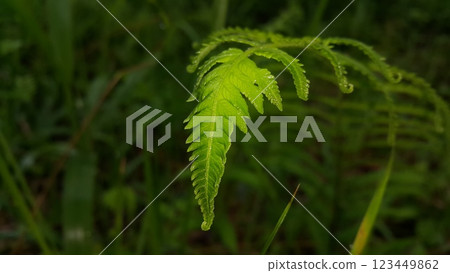 Very beautiful plant leaf wallpaper. Very beautiful plant leaf wallpaper. 123449862