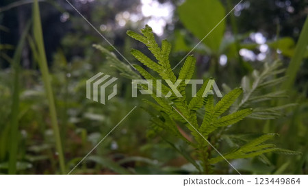 Very beautiful plant leaf wallpaper. Very beautiful plant leaf wallpaper. 123449864