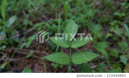 Very beautiful plant leaf wallpaper. Very beautiful plant leaf wallpaper. 123449865