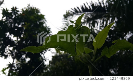 Photos of plant leaves taken in the forest. Photos of plant leaves taken in the forest. 123449869