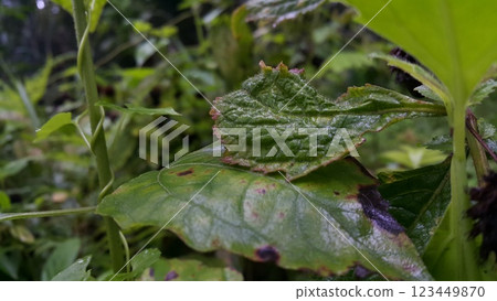 Photos of plant leaves taken in the forest. 123449870