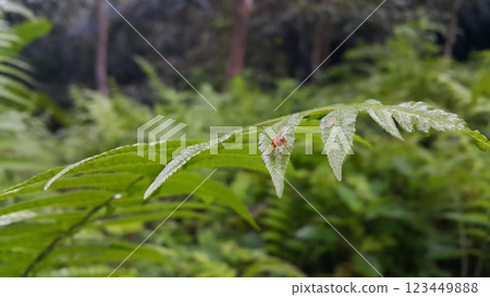 Black and orange color beetle photo. 123449888