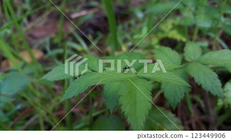 Black and white flies perch on plant leaves. 123449906