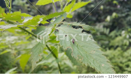 Mosquitoes perched on plant leaves. 123449907