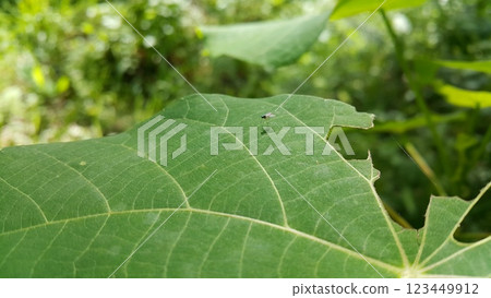 Austrosciapus connexus is a typical example of the green Dolichopodidae. Austrosciapus connexus is a typical example of the green Dolichopodidae. 123449912