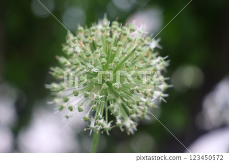 Purple lilac caps of flowering garden onions, flowering of allium ornamental onions 123450572