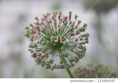 Purple lilac caps of flowering garden onions, flowering of allium ornamental onions 123450587