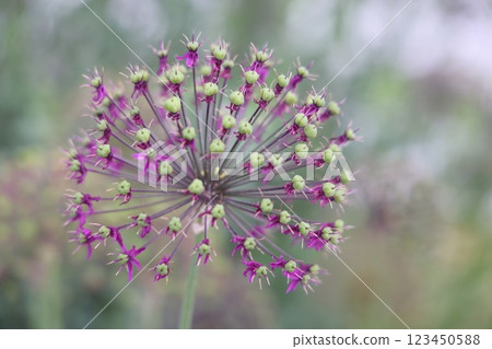 Purple lilac caps of flowering garden onions, flowering of allium ornamental onions 123450588
