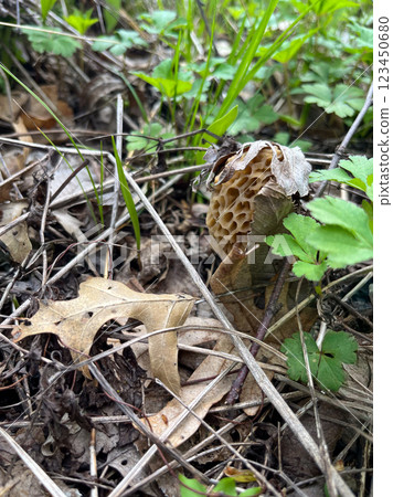In-situ morel mushroom hidden on a forest floor with leaves and foliage  123450680