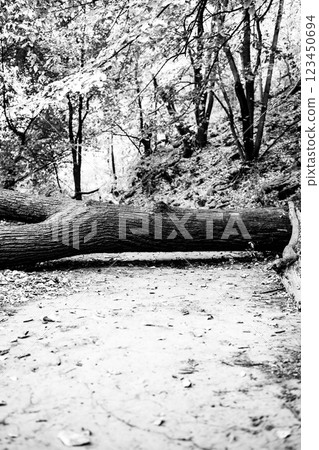 Fallen tree across a footpath in the forest blocking progress Fallen tree across a footpath in the forest blocking progress 123450694