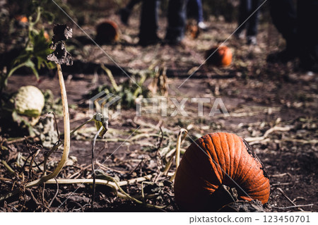School Class field trip to a pumpkin patch in the fall School Class field trip to a pumpkin patch in the fall 123450701