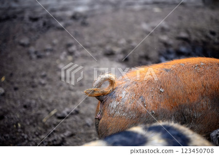 Curled muddy tail of a adult pig in a dirty pigsty Curled muddy tail of a adult pig in a dirty pigsty 123450708