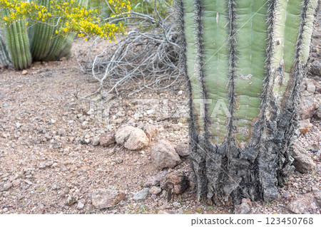 bacterial or fungal infection causing cactus trunk rot bacterial or fungal infection causing cactus trunk rot 123450768