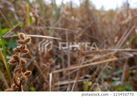 Selective focus on the cocklebur seed pod of a Xanthium plant in the fall. Selective focus on the cocklebur seed pod of a Xanthium plant in the fall. 123450770